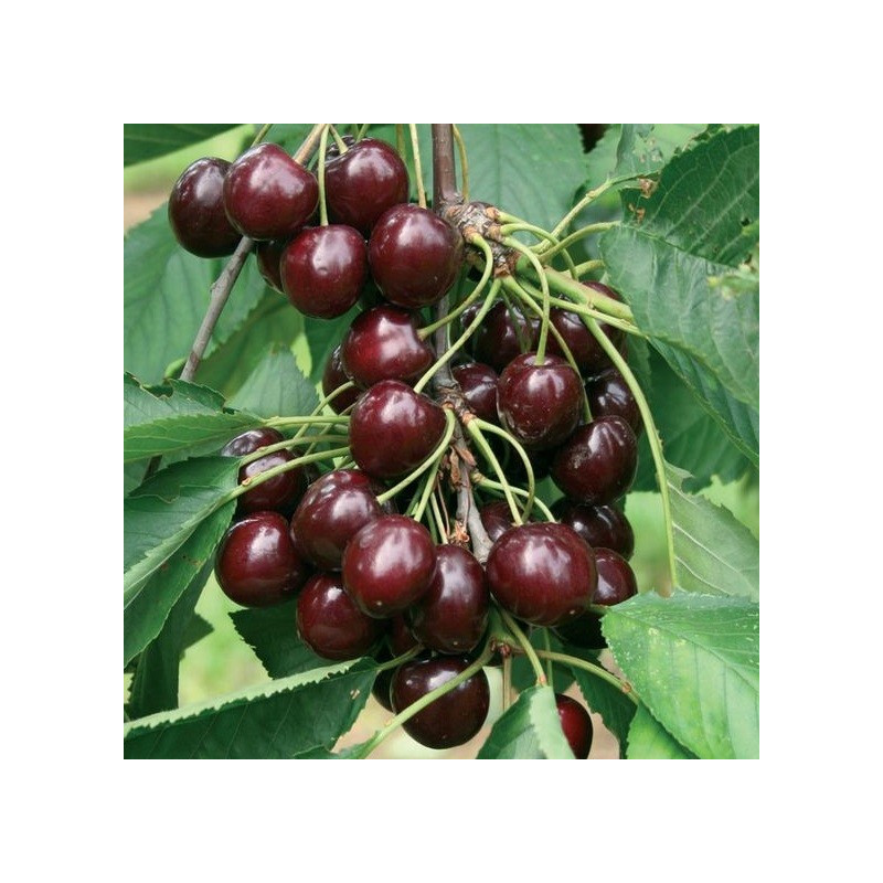 Prunus avium garden bing®