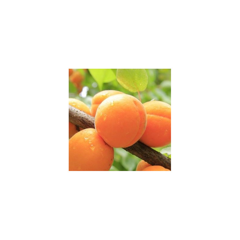 Prunus  garden aprigold®