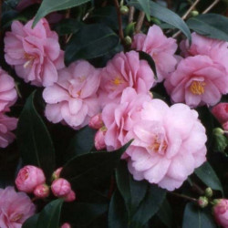 Camellia spring festival