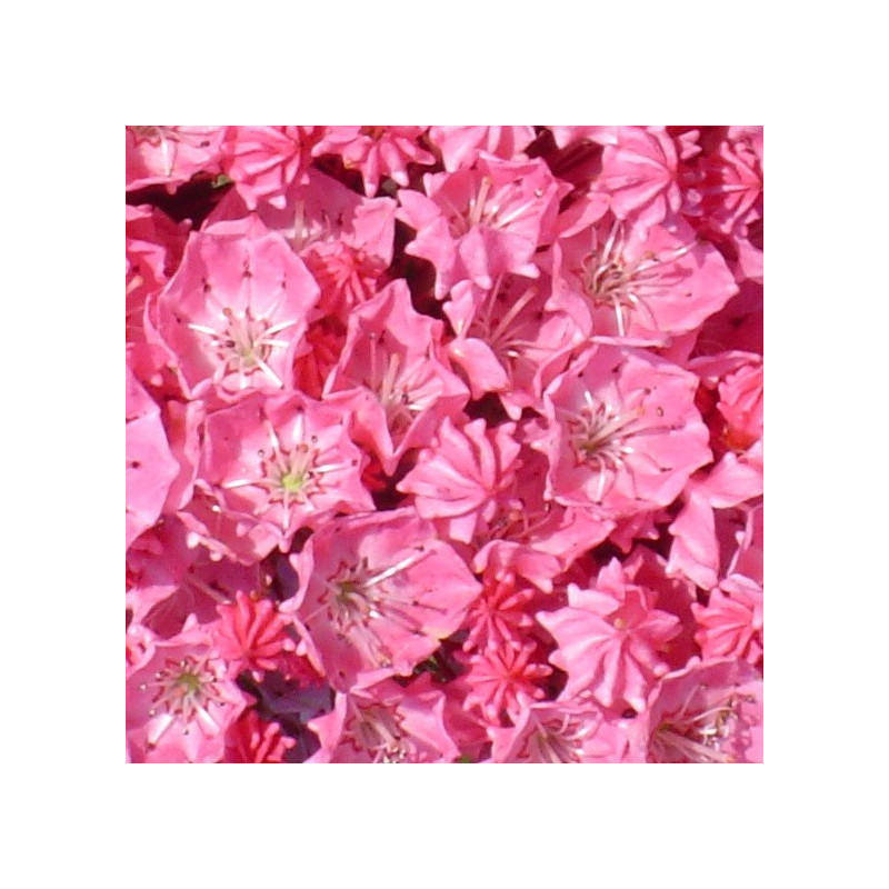 Kalmia latifolia pink charm