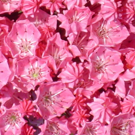 Kalmia latifolia pink charm