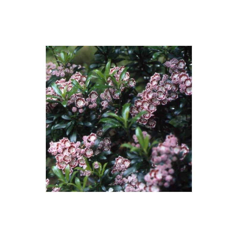 Kalmia latifolia minuet