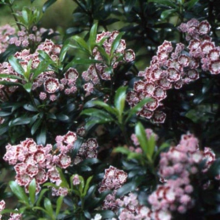 Kalmia latifolia minuet