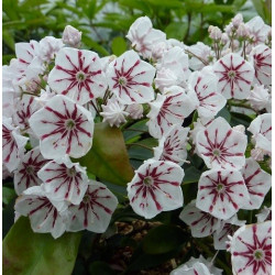 Kalmia latifolia peppermint