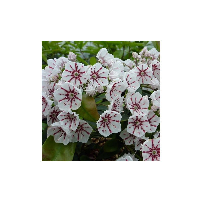 Kalmia latifolia peppermint