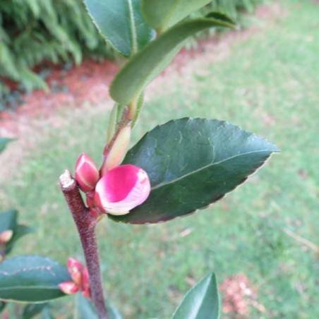 Camellia fairy blush