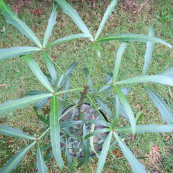 Pseudopanax linearifolius