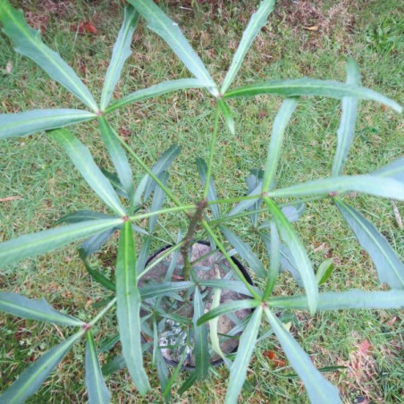 Pseudopanax linearifolius