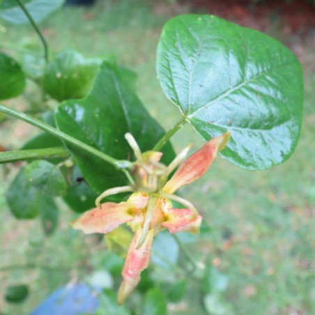 Passiflora herbertiana