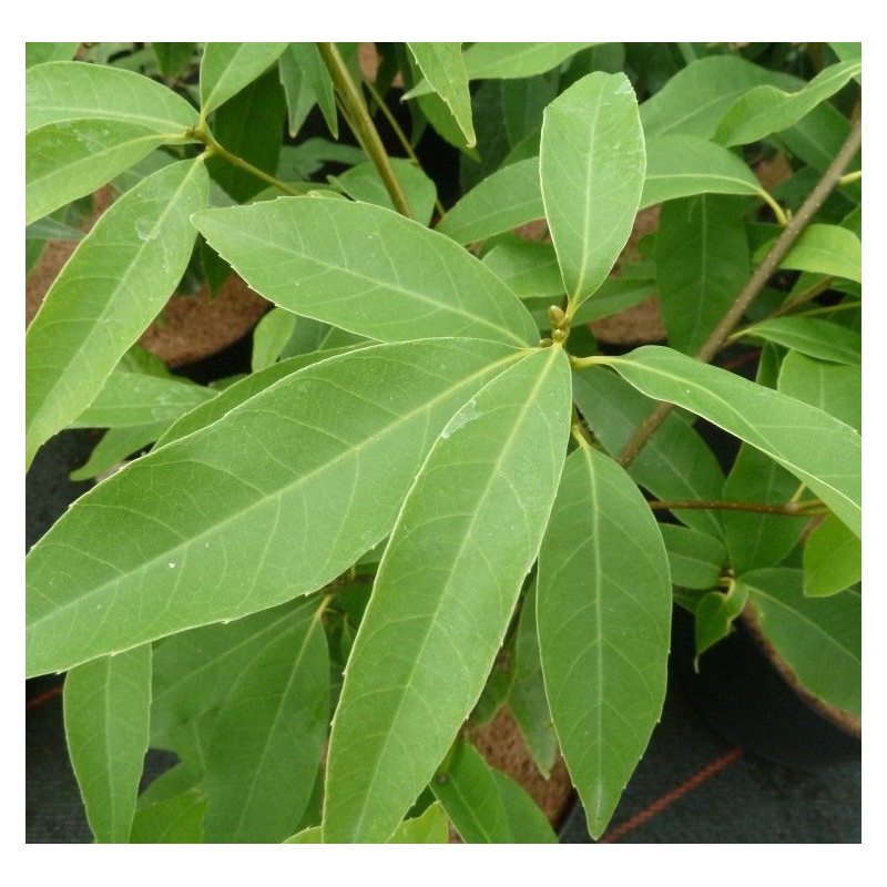 Quercus myrsinifolia