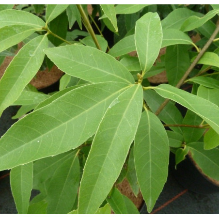 Quercus myrsinifolia