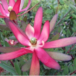 Leucadendron 'safari sunshine'