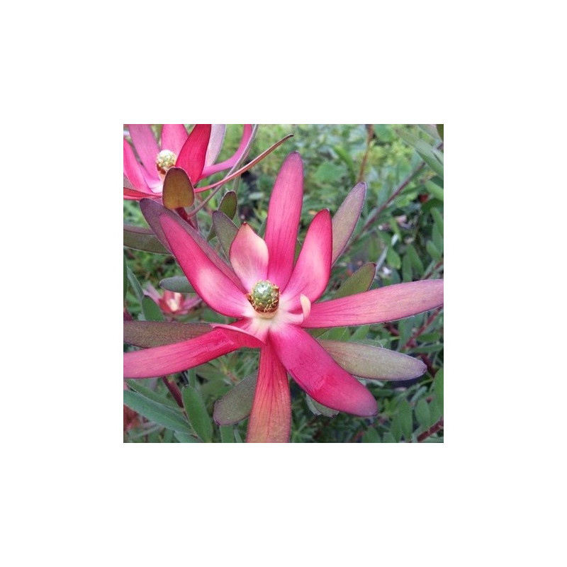 Leucadendron 'safari sunshine'