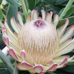 Protea susara