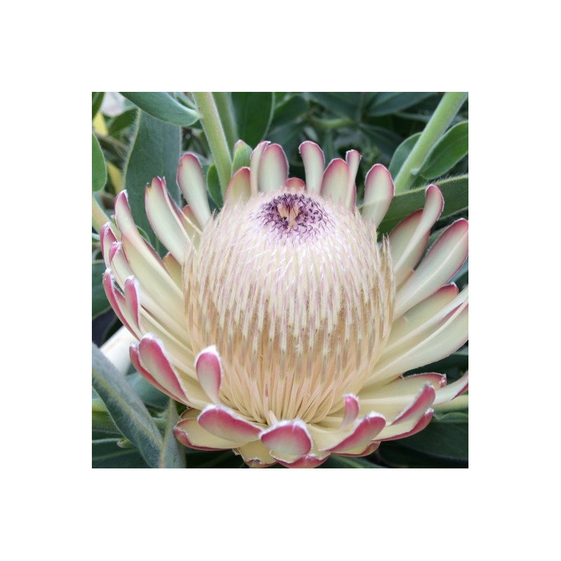 Protea susara