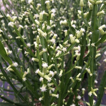 Baccharis genistelloides