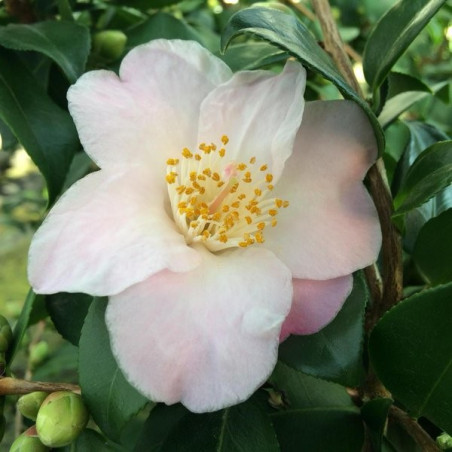 Camellia cinnamon scentsation