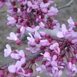 Cercis lavender twist®