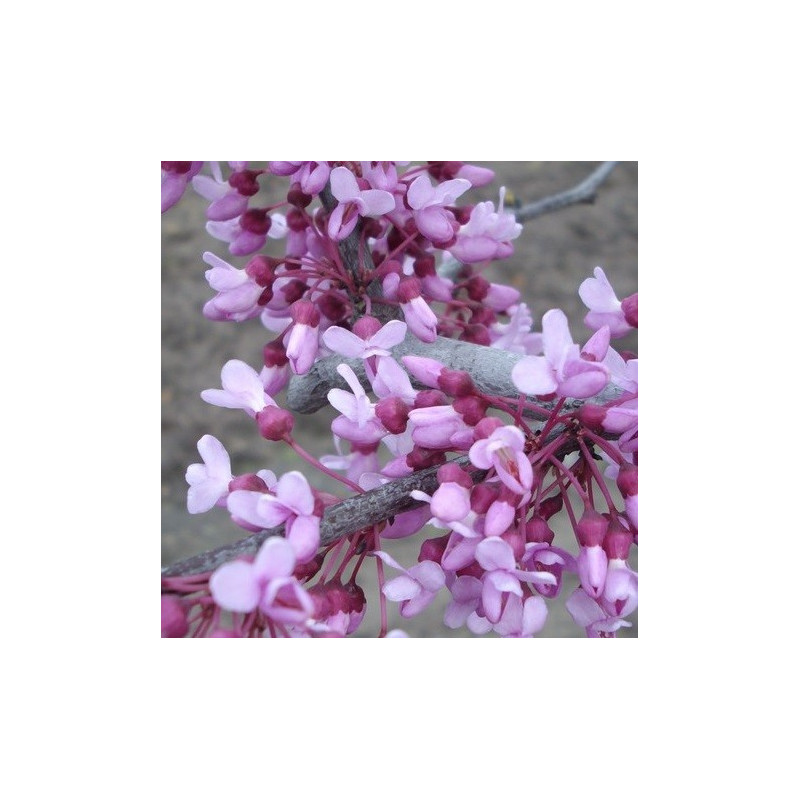 Cercis lavender twist®