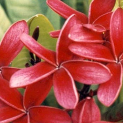 Plumeria rubra rouge