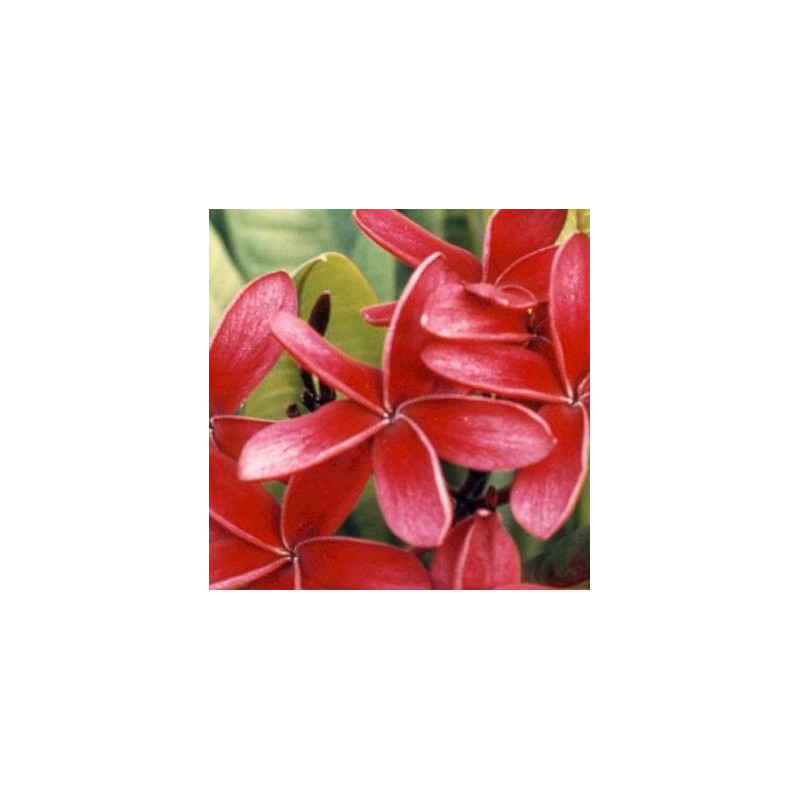 Plumeria rubra rouge