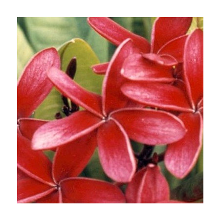 Plumeria rubra rouge