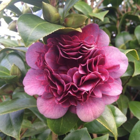 Camellia takanini