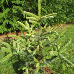 Abies pinsapo aurea