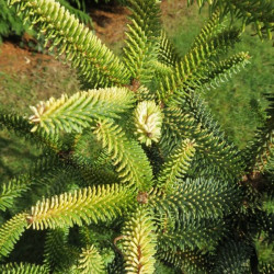 Abies pinsapo aurea