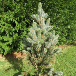 Picea oungens iseli fastigiate