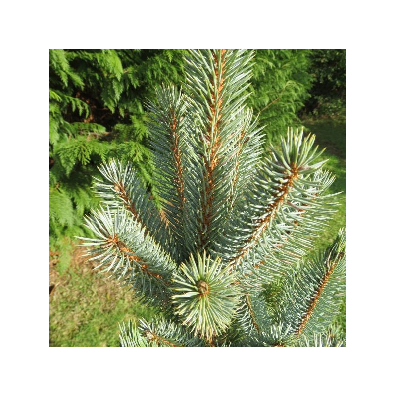 Picea pungens iseli fastigiate