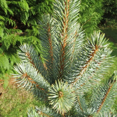 Picea oungens iseli fastigiate