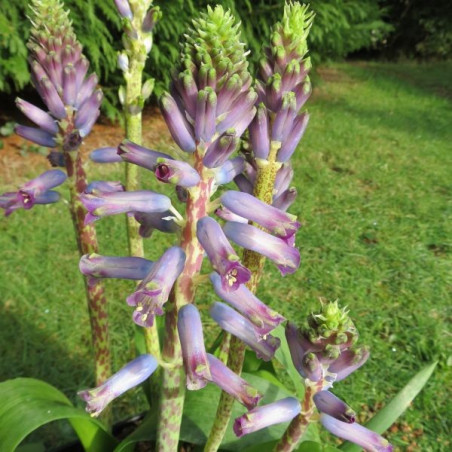 Lachenalia Rupert