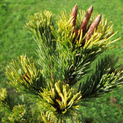 Pinus parviflora goldilocks