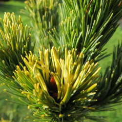 Pinus parviflora goldilocks