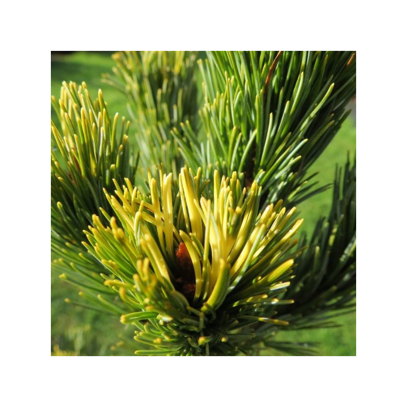 Pinus parviflora goldilocks Pinus parviflora goldilocks