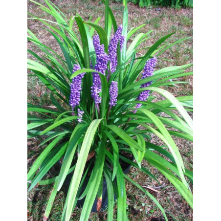 Liriope muscari 'big blue'