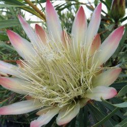 Protea repens