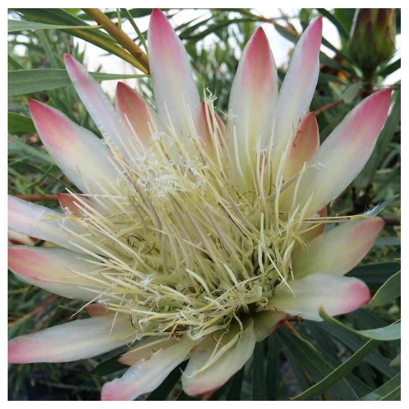 Protea repens