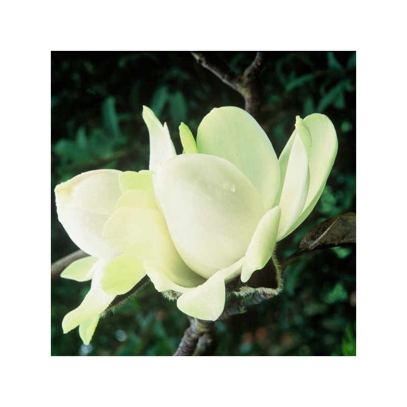 Magnolia campbellii alba