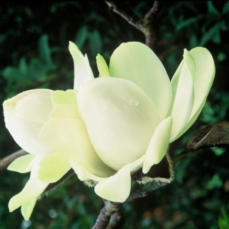 Magnolia campbellii alba