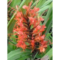 Hedychium cord red