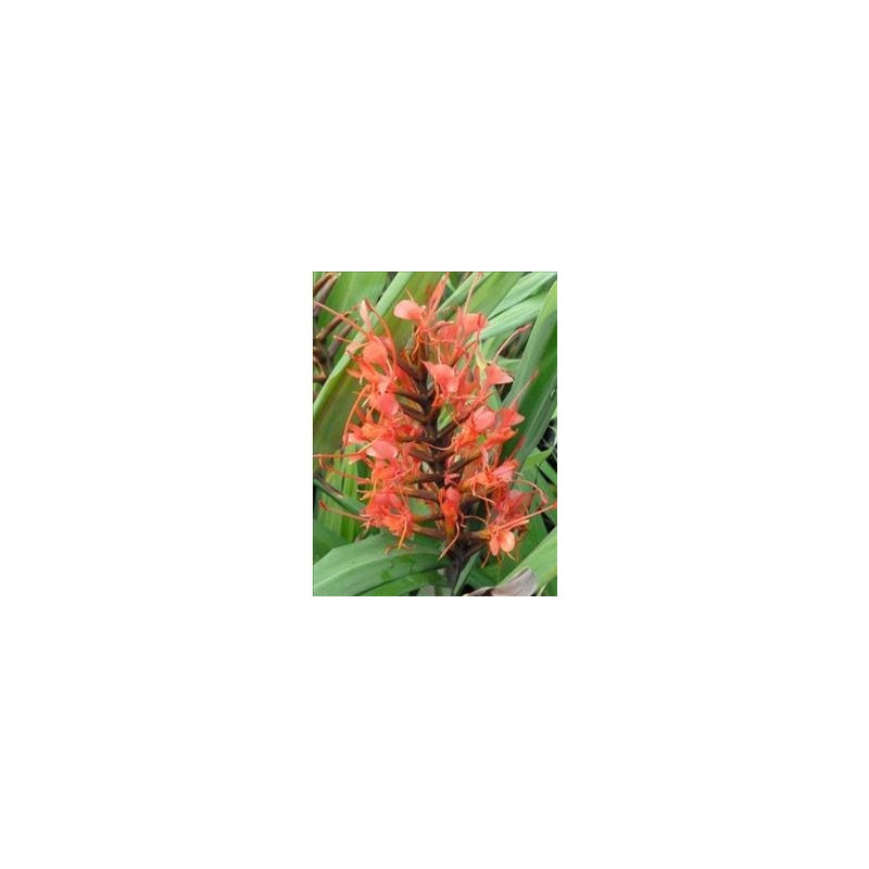 Hedychium cord red