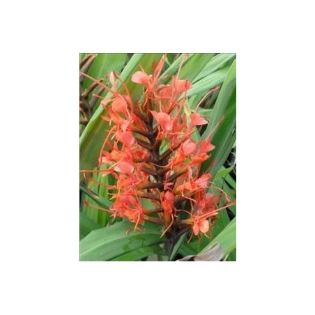 Hedychium cord red