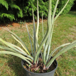 Yucca torreyi