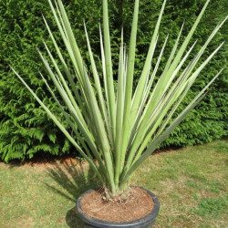 Yucca torreyi