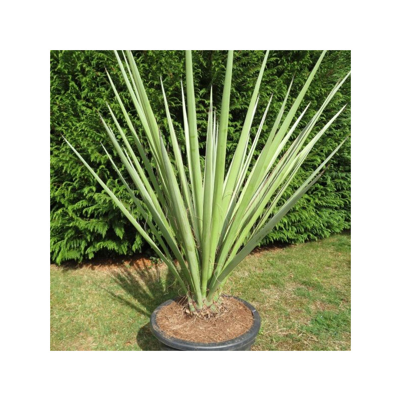 Yucca torreyi