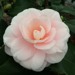 Camellia Ave Maria