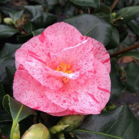 Camellia Betty Sanders