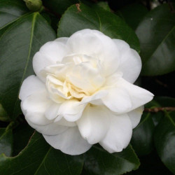 Camellia nobilissima